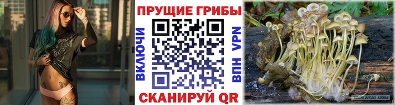 Галлюциногенные грибы Cubensis  Лесосибирск 